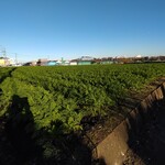 餃子の王将 - 帰り道の人参畑