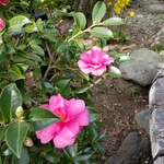 蕎麦・酒 青海波 - 