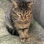 おかめ - 法善寺の主ww