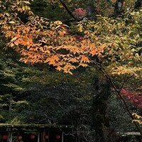 一汁ニ菜 うえの 箕面店 - ライトアップされた紅葉が綺麗です♪♪♪
