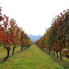 Chateau Mercian Katsunuma Winery - 