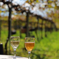 レストランゼルコバ - 