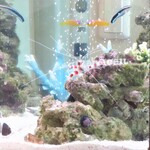 ラーメン二郎 - きれいなオトヒメエビ