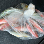 旬菜処 びいどろ - 本日の釣果