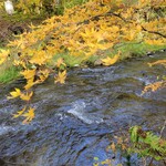 Chinese Suiyo - Haru-nire Terrace