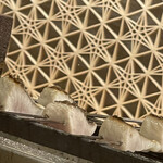 三宅輝 - ・サワラ 松茸 栗 酢橘味噌