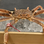 三宅輝 - ・松葉蟹