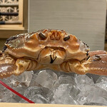 三宅輝 - ・松葉蟹