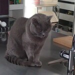 ルヴァン - 尻尾の先っぽが立っている伝次郎