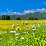 徳山鮓 - Cくん撮影ヾ(●´∇｀●)ﾉ夏の余呉湖は暑いですが冬は雪が積もることも。