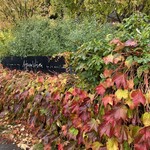 エグ・ヴィヴ - 