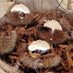 SETTAN - 栗ひろい