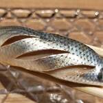 鮨 青海 - 丁寧な仕事を感じられます！