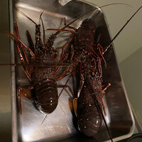 ツキと寿っぽん -  ツキと寿っぽん -