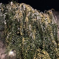 小笠原伯爵邸 - 