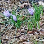 さとや - 冬でも元気に咲いてます「お花」です(12/8UP)