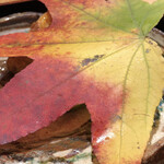 日本料理 徳専 - 