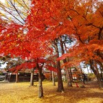 茶室麟閣 - 城内の紅葉