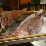 トラットリアドーニ - 淡路のお魚たち