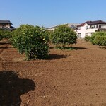 びすとろ菜 - 柏市中原のみかん畑(11月14日）