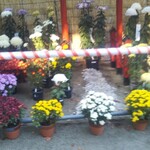 ほやほや屋 - 菊祭りやってました