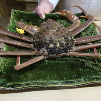 料理屋 みや﨑 - 立派な越前カニです！