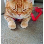 ヴァン ベール - 