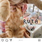 ヴァン ベール - 