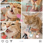 ヴァン ベール - 