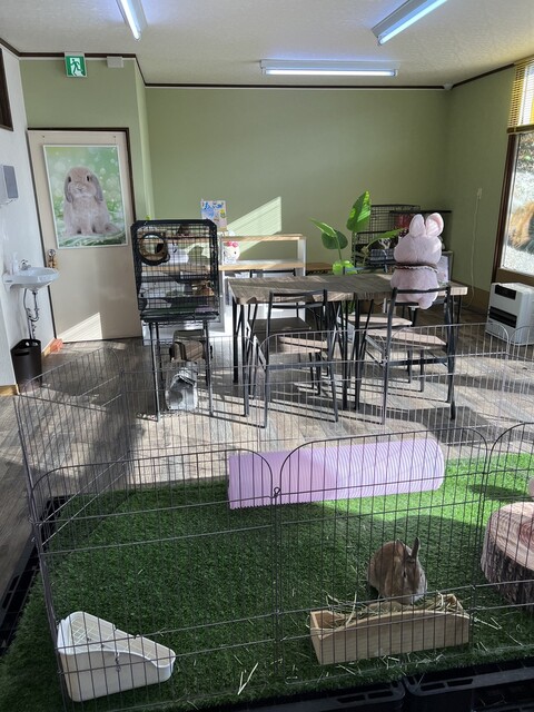 うさたんカフェ - 帯広（その他）の写真