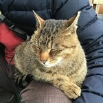 谷地温泉 ぶなしずく - 宿で飼われている猫ちゃん