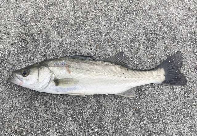 熊しん - 相馬（ラーメン）の写真