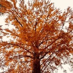 大松家 - 樹齢どのくらいなんだろうか？