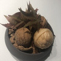 RISPETTO - 
