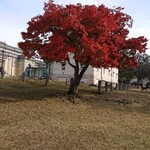 江戸三 - 奈良公園の紅葉♪