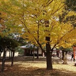 江戸三 - 奈良公園の銀杏♪