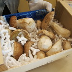 トラットリア・アルベロ - フレッシュポルチーニ