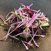 マダム・トキ - 