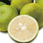 Bar Espanol LA BODEGA - 季節の柑橘でサングリアをご用意！自慢の商品です