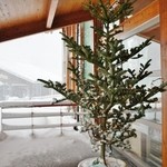 道の駅　いりひろせ - お店様の入り口の「クリスマスツリー」です(12/10UP)