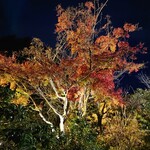 洋食 つばき - 紅葉がいい感じ