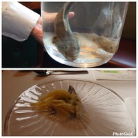ウシマル - 