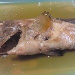 居酒屋 ふじさわ - この日のお勧めメニュー、アコウ煮付けです