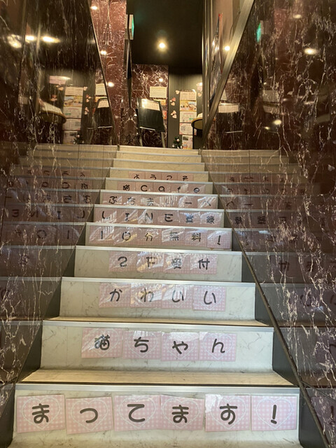 Catcafe Puchi Marry Nagoya Oosu Ten photo 2