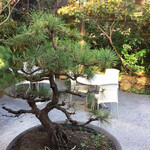 カフェ ミクニズ - 中庭の松の木の向こうにレストラン厨房が。