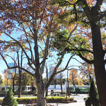 カフェ ミクニズ - 四谷見附公園の巨大プラタナスから迎賓館を望む