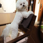 リストランテ ピッツェリア ジャンカルロ トウキョウ - ママ、酒井さん来ないの？