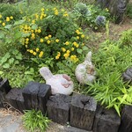 卵菓 ハシタマ - 駐車場の脇の花壇。コッコちゃんがかわいい♡