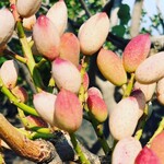 Pinosalice - 収穫間近のピスタチオの果実は美しい桃色です♡