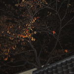 尾花 - 塀から覘く枯れ木立ち